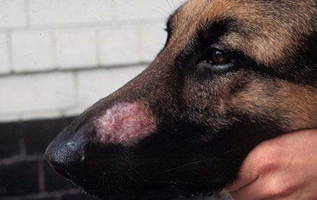 Symptoms of mites clearance in dogs