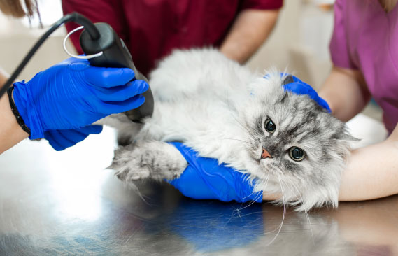 Ultrasound cat