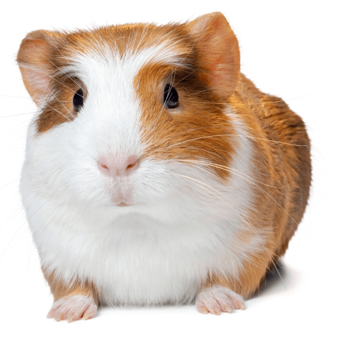 Guinea Pig