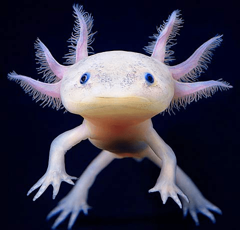 Axolotl