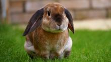 Bunny