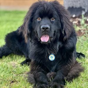 Clinic Dog | Snack Surveillance Officer | Professional Good Boy